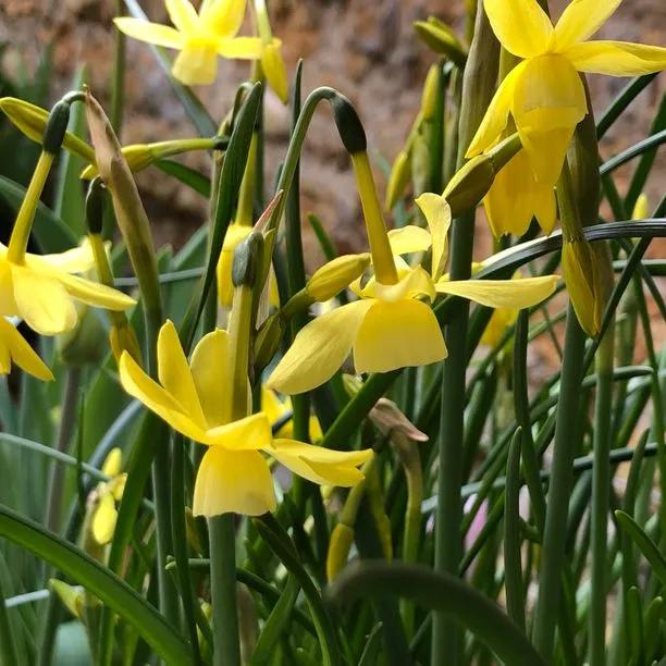 Hawera Dwarf Daffodil (Narcissus triandrus 'Hawera') Hero Img